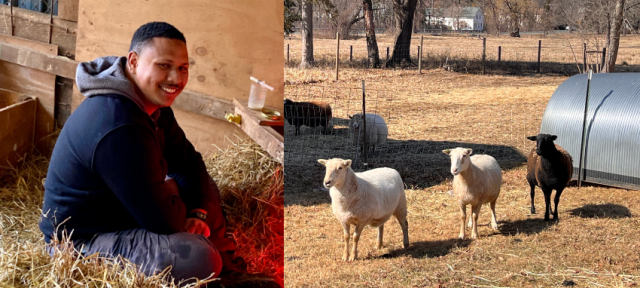 Sean Wilde 21F Brings Lambing Back to the Hampshire College Farm